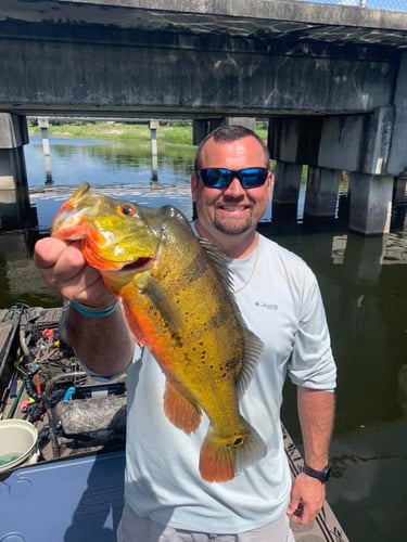 Peacock Bass In The Everglades In Plantation