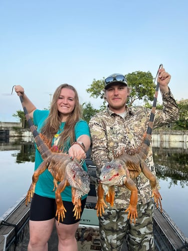 Iguana And Goose Hunt With Retrieval Dog In Plantation