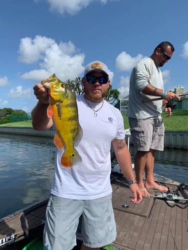 Iguana Hunt/Peacock Bass Combo With Retriever Dog In Plantation