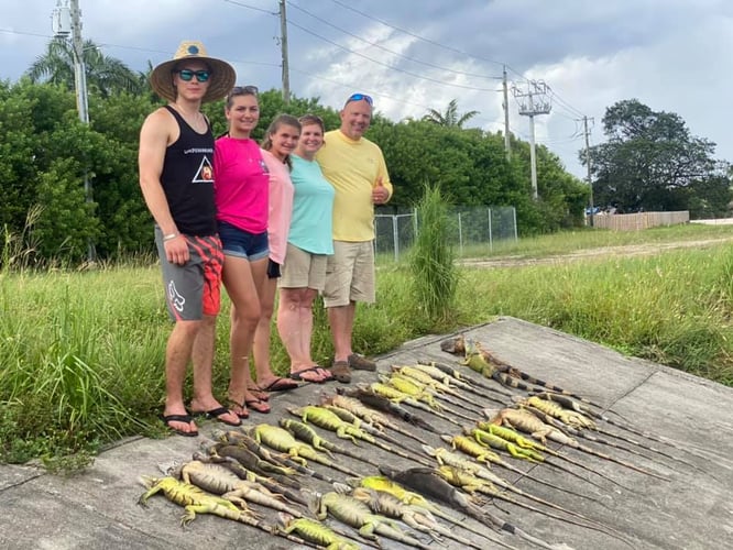 Iguana And Goose Hunt With Retrieval Dog In Plantation