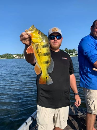 Peacock Bass In The Everglades In Plantation