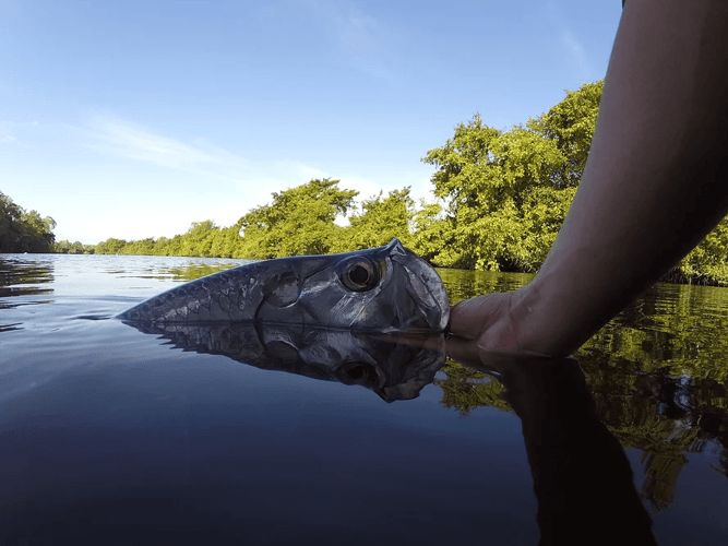 Tabasco Snook & Tarpon Special In Frontera