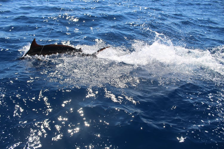 Hampton's Bay Charter Boat in Hampton Bays, New York Captain Experiences