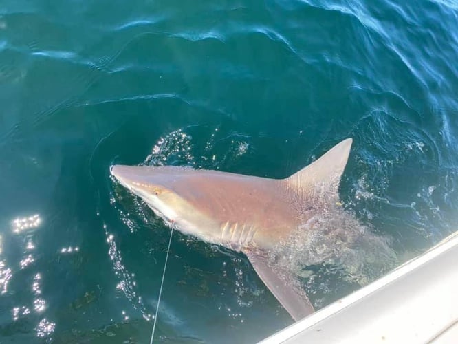 Gulf Side Nearshore Trip in Shalimar