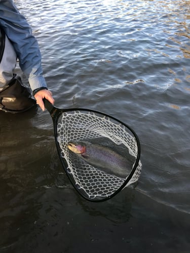 On Water Fly Fishing Lessons in Round Rock