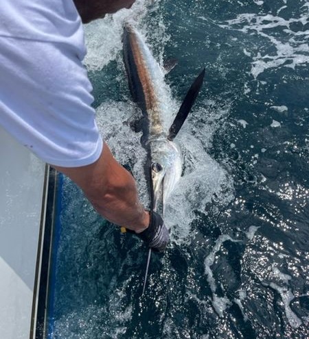 Offshore Tuna / Marlin / Mahi Mahi In Hampton Bays