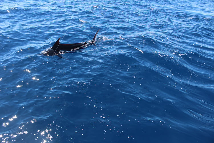 Offshore Tuna / Marlin / Mahi Mahi In Hampton Bays