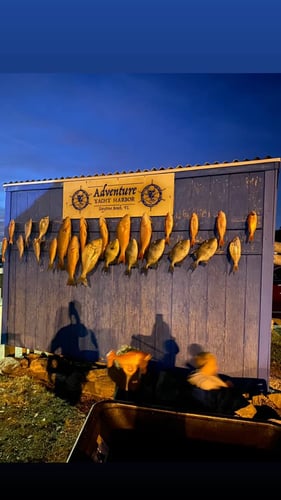 Chasing Deep Water Giants In Port Orange