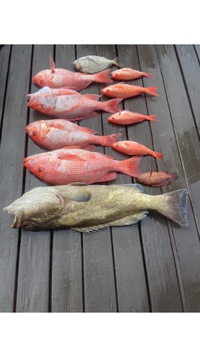 Chasing Deep Water Giants In Port Orange