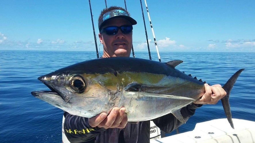 Seriously Huge Snapper And Grouper - 28' In Tierra Verde