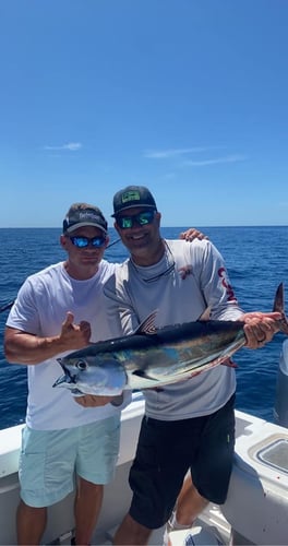 Seriously Huge Snapper And Grouper - 28' In Tierra Verde