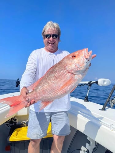 Seriously Huge Snapper And Grouper In Tierra Verde