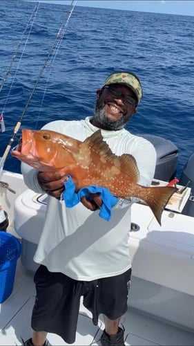 Seriously Huge Snapper And Grouper In Tierra Verde