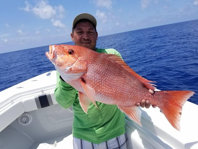 Seriously Huge Snapper And Grouper In Tierra Verde