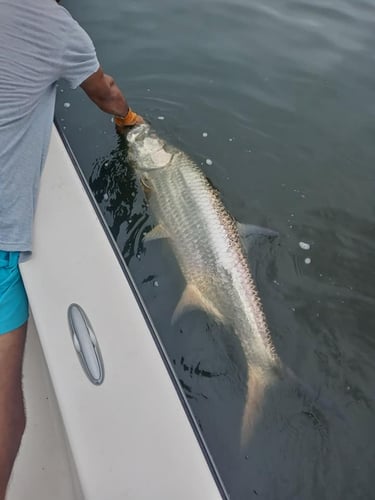 Puerto Rico Tarpon Charter In Carolina