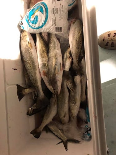 5 Hour Trip – Speckled Trout