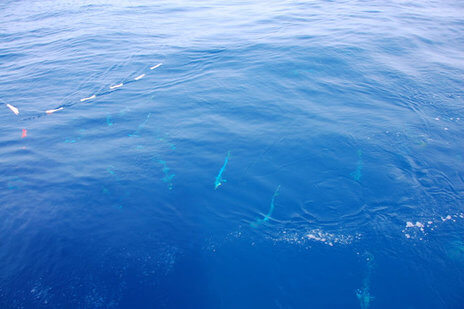 Gulf Stream Deep Run in Hatteras