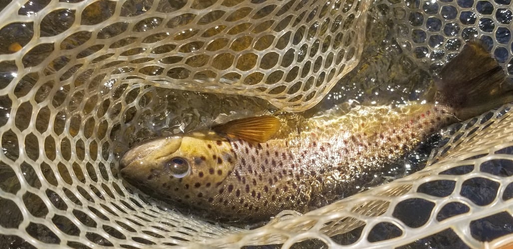 Half Day Guided Wade In Fly Fishing Trip In Broken Bow