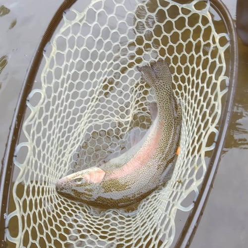 Full Day or Half Day Guided Trip in Broken Bow