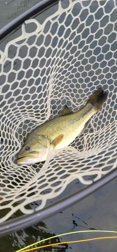 Full Day or Half Day Guided Trip in Broken Bow