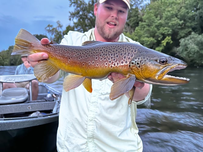 Tailwater Trout In Johnson City