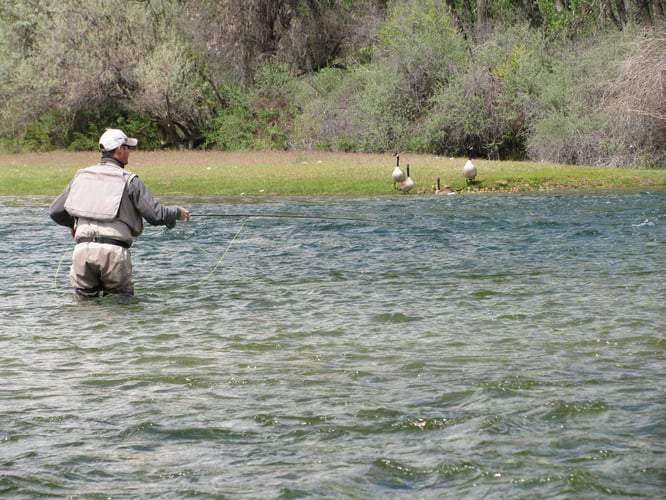 Bighorn River Full-Day Walk-n-Wade In Fort Smith