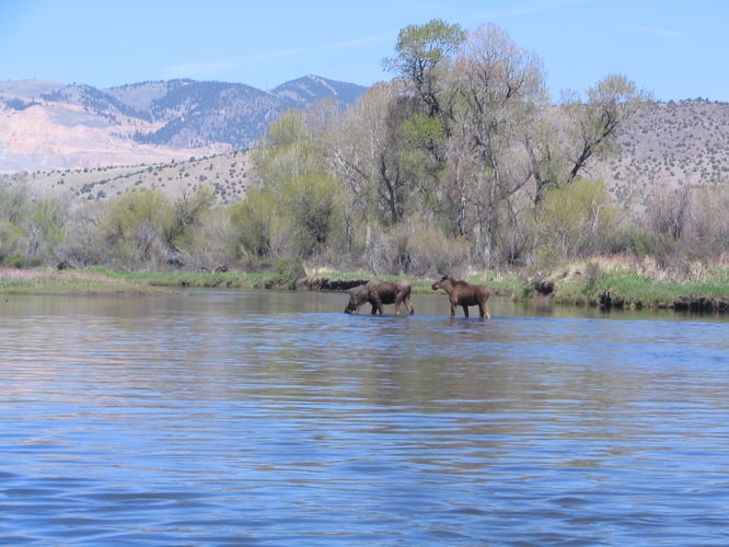 Jefferson River Full-Day or Half day Float