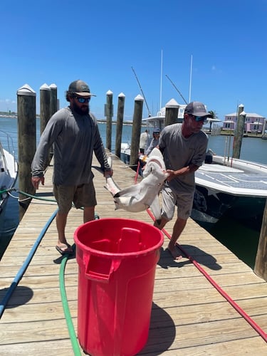 Port A  Deep Sea Reel Fisher In Port Aransas