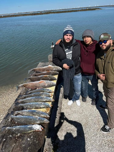 Nueces Bay "Texas Trio" in Corpus Christi