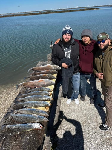 Nueces Bay "Texas Trio" In Corpus Christi