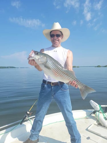 Striper Fishing Lake Whitney In Lake Whitney