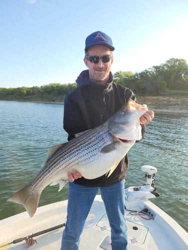 Striper Fishing Lake Whitney In Lake Whitney