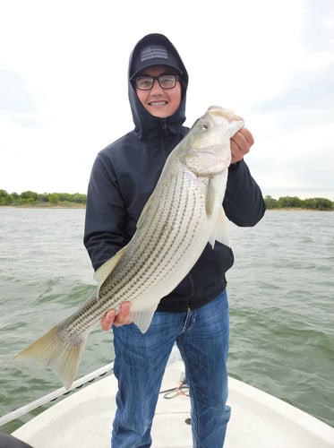 Striper Fishing Lake Whitney In Lake Whitney