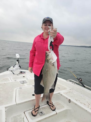 Striper Fishing Lake Whitney In Lake Whitney