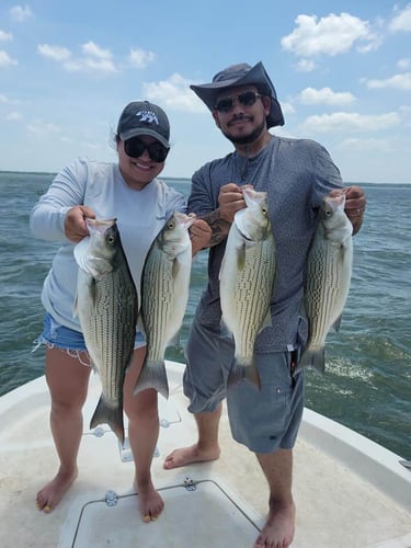 Striper Fishing Lake Whitney In Lake Whitney