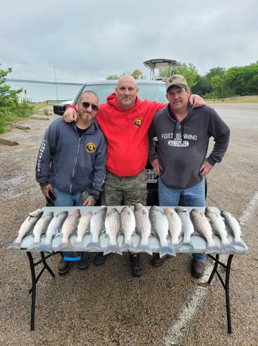 Striper Fishing Lake Whitney In Lake Whitney