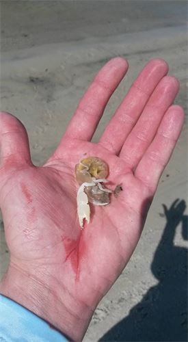 Introduction to Fishing Trip in Gulf Shores