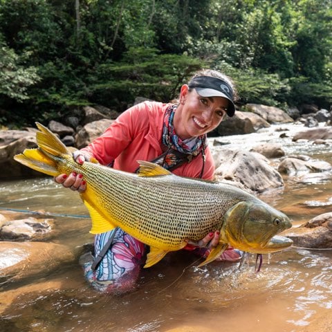 Bolivian Amazon Golden Dorado In Santa Cruz De La Sierra