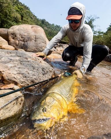 Bolivian Amazon Golden Dorado In Santa Cruz De La Sierra