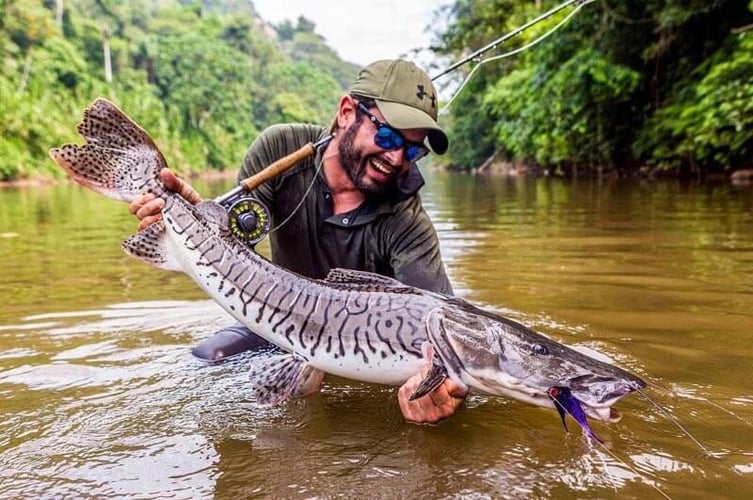 Bolivian Amazon Golden Dorado In Santa Cruz