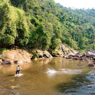 Bolivian Amazon Golden Dorado In Santa Cruz De La Sierra