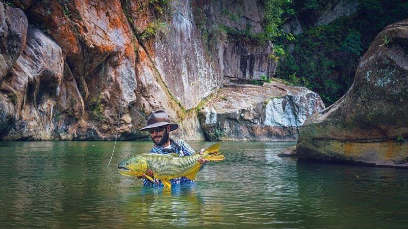 Bolivian Amazon Golden Dorado In Santa Cruz De La Sierra