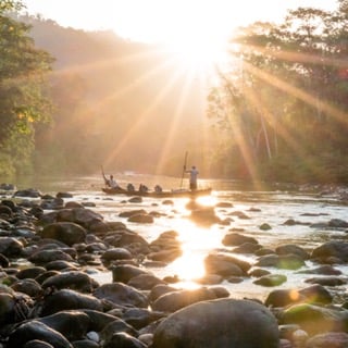 Bolivian Amazon Golden Dorado In Santa Cruz De La Sierra