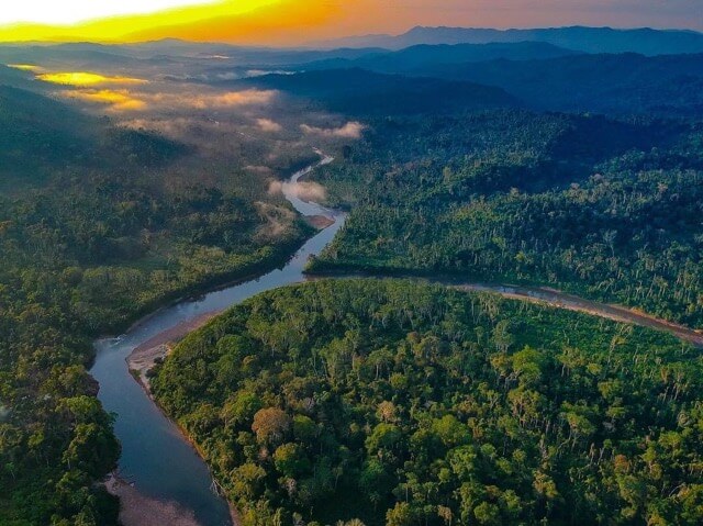 Bolivian Amazon Golden Dorado In Santa Cruz