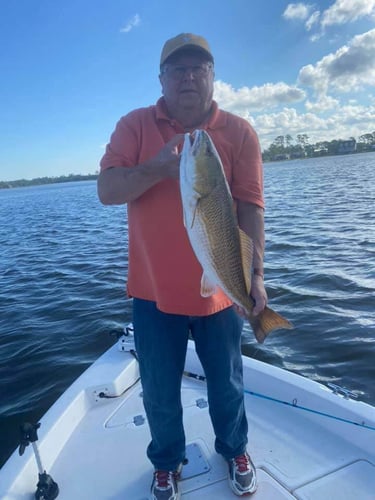 Gulf Coast Bites By The Shore In Gulf Shores