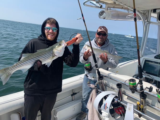 Cape Cod Bay Bass And Bluefish In Dennis