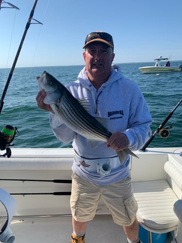 Cape Cod Bay Bass And Bluefish In Dennis