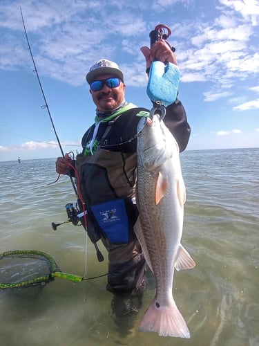 Wading the Laguna Madre in South Padre Island