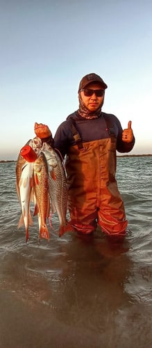 Wading the Laguna Madre in South Padre Island