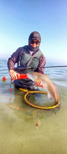 Wading the Laguna Madre in South Padre Island
